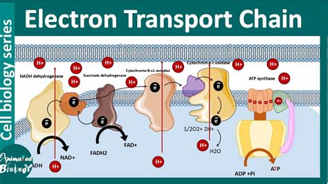 Oxidative phosphorylation and electron transport chain .
